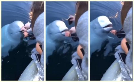 Шетелдіктер тыңшы деп ойлаған кит телефонын теңізге түсіріп алған қыздың құрылғысын өзіне қайтарып берді