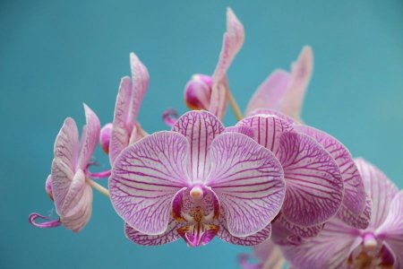 Орхидея гүлі туралы аңыздар