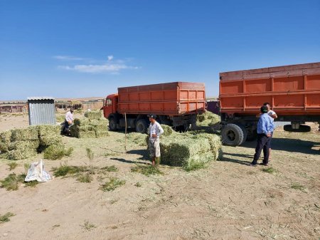 Қармақшы ауданынан мал азығы жетті