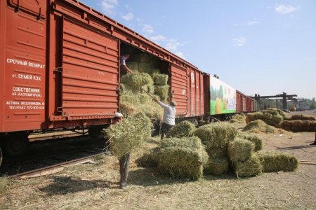 Жамбыл облысы Қызылорда өңіріне 400 тонна шөп жіберді