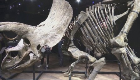 Ірі динозаврдың қаңқасы 1,5 млн еуроға бағаланып отыр