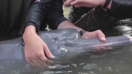Колумбиялықтар ұшақпен дельфинді құтқарды