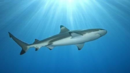 Сиднейде төрт метрлік ақ акула сүңгуірді жазым етті