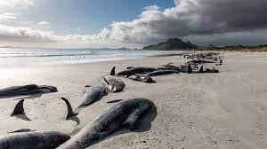 Аустралияда жағаға шығып қалған 50-ден астам кит қырылды