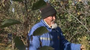 85 жастағы қызылордалық қария 2 миллион түп ағаш еккен