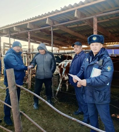 «Мал ұрысы» жедел-профилактикалық іс-шарасы жалғасуда