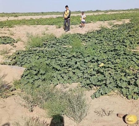 Аралдық диқандар алғашқы өнім ала бастады