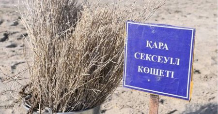 Сор үстіне гүл өскен