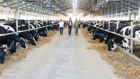 Асыл тұқымды сиыр мен қой сатып алуға жеңіл несие беріледі