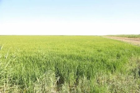 Халық қалаулылары егістік жағдайын бағамдап қайтты