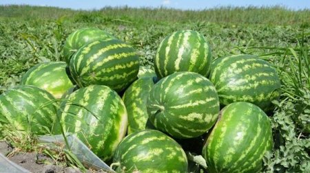 Мамандар қарбызды таңдаудың бірнеше тәсілін атады