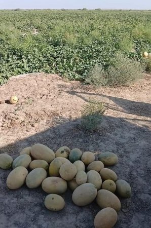 Асыраушы саланың ауқымы кең