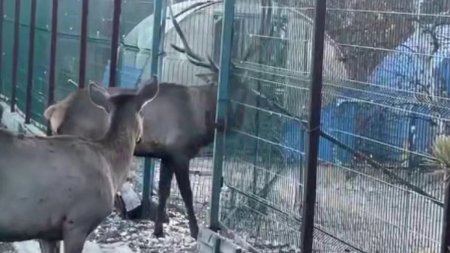 Бұғы зообақ қызметкерін таптап өлтірді