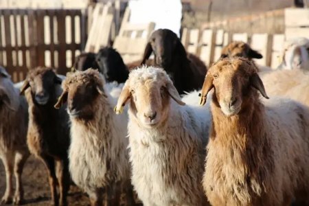 Мал шаруашылығын дамыту – маңызды іс