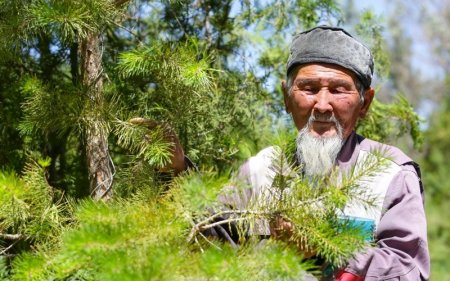 35 жылда 2 млн-ға жуық көшет ектім — қызылордалық қарт бағбан