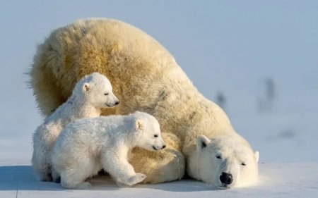 Шпицбергендегі ақ аюлар климатқа бейімделіп жатыр