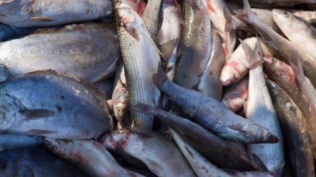 Қазақстанда балық өнімдерін өндіру көлемі артты