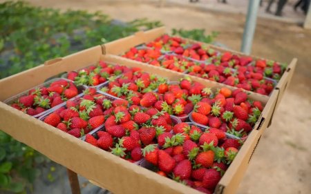 Мыңдаған марокколық әйел Испаниядағы маусымдық жұмысқа тартылады