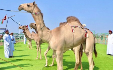 Оманда түйелер байқауынан 20 жануар шеттетілді