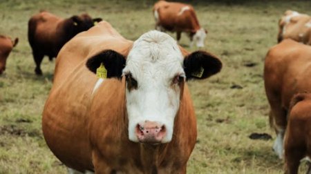 Қазақстанда асыл тұқымды мал алуға 6% жеңілдетілген несие іске қосылды