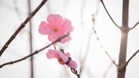 +32 градус ыстық : Сәуірде ауа райы қандай болады?