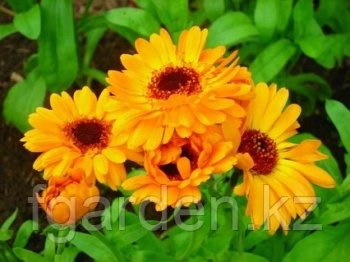 Қаратаудың қырмызы қызғалдағы жөнінде не білеміз?