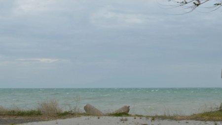 Арал теңізінің құрғаған жеріне өсімдіктер егіледі