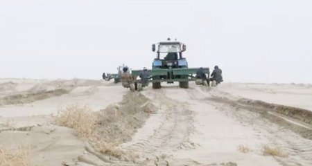 Теңіз табанында түлеген тіршілік