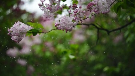 Жаңбыр, дауылды жел: 27 сәуірге арналған ауа райы болжамы