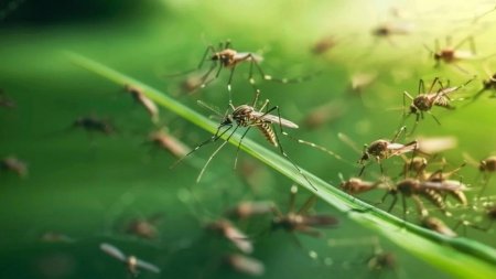 Google қауіпті ауруларға қарсы миллиондаған маса шығарады
