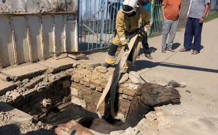 Аралда кәріз құдығына құлаған түйе құтқарылды